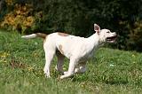 BOULEDOGUE AMERICAIN 383
